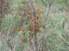 Another baby red oak