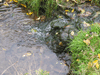 A small river on the farm