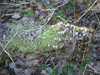 ... and here, as fungus grows on dead branches.