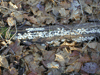More fungus
